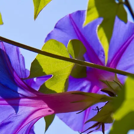 Stapelfeldt * 瓦瑟堡